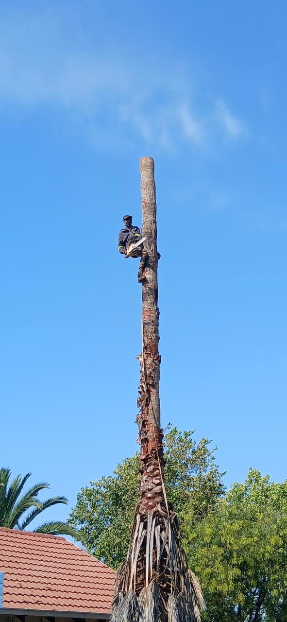 Tree felling