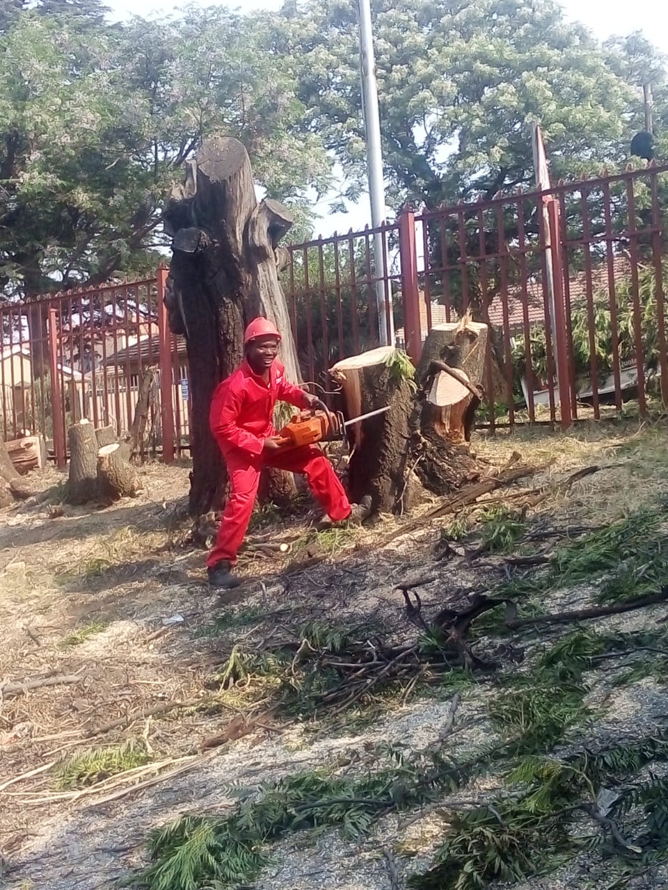 Tree felling