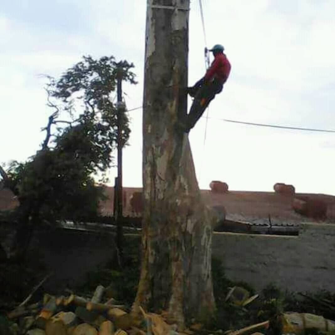 Tree felling