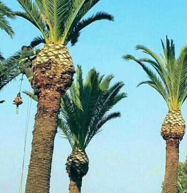 Palm tree