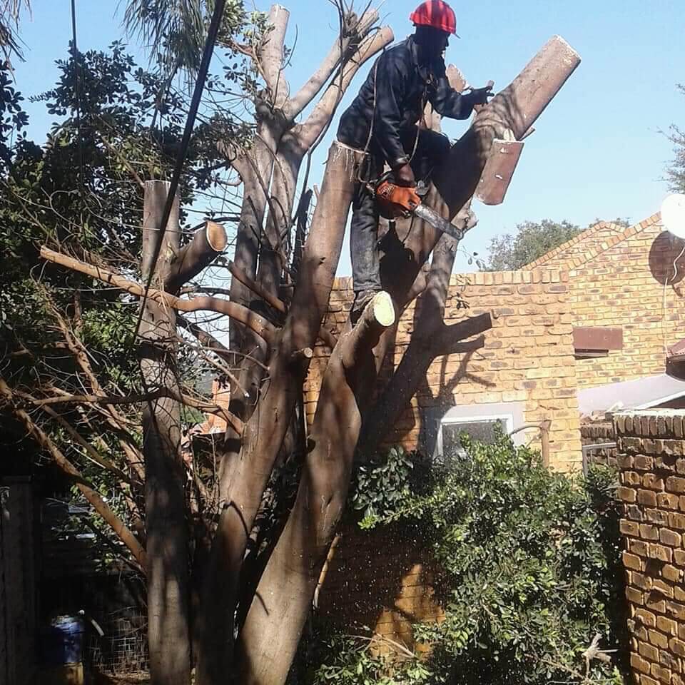 Tree felling